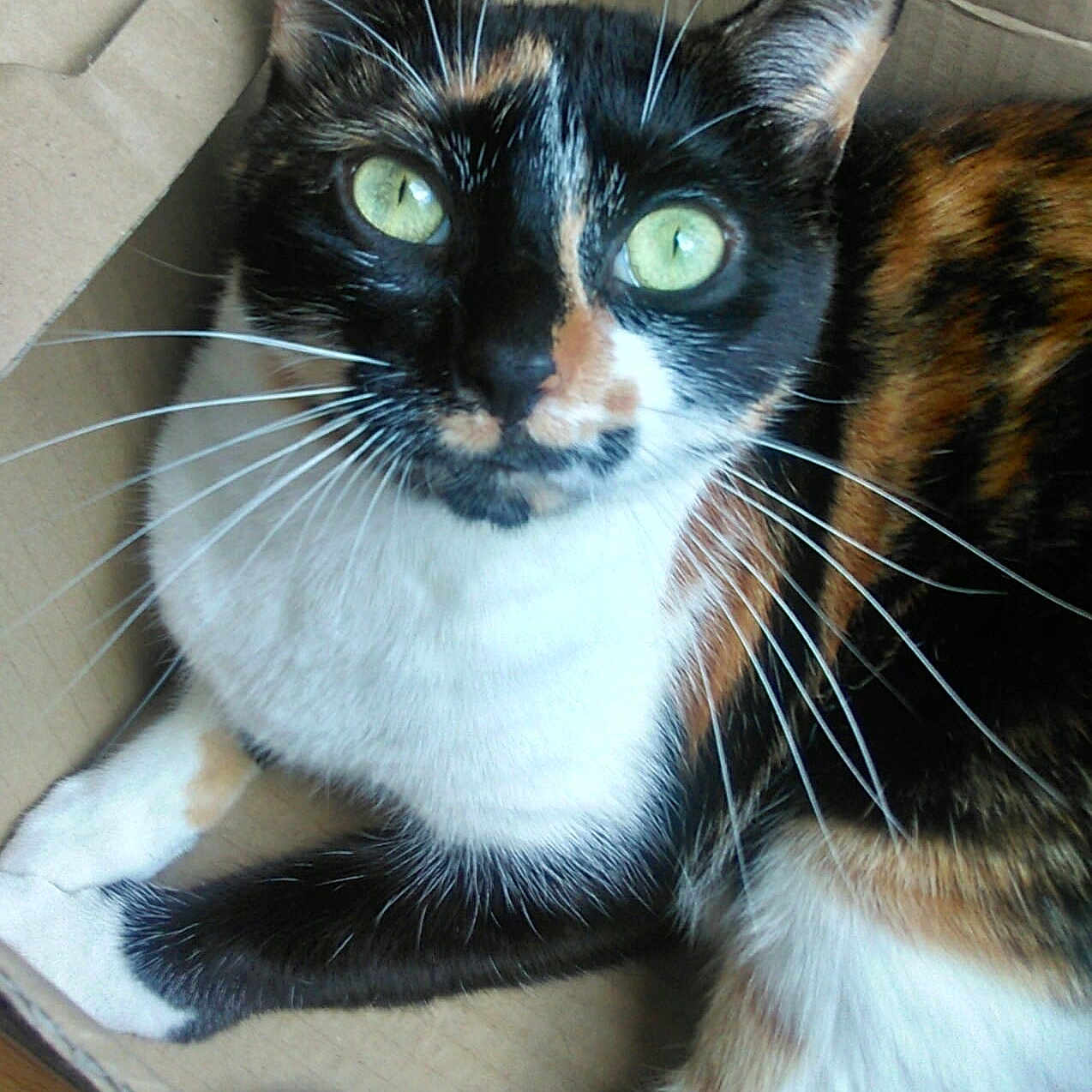 Freyja