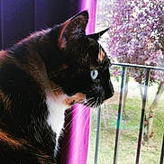 Freyja a rejoint le concours — aidez-le/la à gagner de superbes lots ! black_cat, cat, cat_like_mammal, domestic_short_haired_cat, fauna, fur, small_to_medium_sized_cats, snout, whiskers