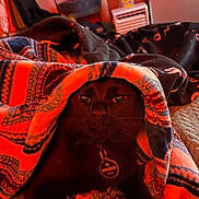 Luigi joined the competition — help win amazing prizes! bed, bedding, black_cat, blanket, cat, close_up, collar_tag, cozy, cute, eyes, fur, furniture, indoor, pet, portrait, red_tone, relaxed, textile_pattern, warm_lighting, whiskers