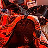 bed, bedding, black_cat, blanket, cat, close_up, collar_tag, cozy, cute, eyes, fur, furniture, indoor, pet, portrait, red_tone, relaxed, textile_pattern, warm_lighting, whiskers