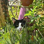 Athéna participe au concours pour gagner de l'argent avec cette photo : animal, black_and_white_cat, cat, clay_pot_figure, curious, decor, ears, eyes, face, foliage, garden, greenery, nature, outdoor, peeking, pet, pink_clothing, plants, sunlight, whimsical