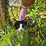 animal, black_and_white_cat, cat, clay_pot_figure, curious, decor, ears, eyes, face, foliage, garden, greenery, nature, outdoor, peeking, pet, pink_clothing, plants, sunlight, whimsical