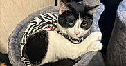 Athéna a rejoint le concours — aidez-le/la à gagner de superbes lots ! animal, black_and_white, cat, cat_tree, cozy, curious, cute, domestic, fur, furniture, hammock, indoor, paw, pet, relaxed, resting, soft, wearing_clothes, wood_floor, zebra_pattern