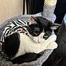Athéna a rejoint le concours — aidez-le/la à gagner de superbes lots ! animal, black_and_white, cat, cat_tree, clothing, cozy, cute, feline, fur, indoor, mammal, pet, plush, portrait, relaxed, resting, soft, whiskers, yellow_eyes, zebra_pattern