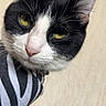 Athéna a rejoint le concours — aidez-le/la à gagner de superbes lots ! animal, black_and_white, cat, close_up, curious, cute, domestic_cat, ears, face, feline, fur, indoor, looking, pet, playful, portrait, striped_sleeve, whiskers, yellow_eyes, young_cat