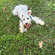 Max is registered to the contest to win money with this photo: dog, white_dog, curly_fur, tongue_out, grass, greenery, leaves, playful, pet, outdoor, nature, animal, lying_down, happy, canine, fur, summer, daylight, closeup, mammal