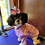 dog, puppy, pet, clothing, bow, purple, indoor, cute, small_dog, fur, window, wooden_wall, ruffles, collar, tag, sitting, looking_at_camera, black_and_white, pink, flamingo_pattern