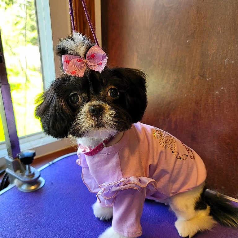 Oreo is registered to the contest to win money with this photo: black_and_white, bow, clothing, collar, cute, dog, flamingo_pattern, fur, indoor, looking_at_camera, pet, pink, puppy, purple, ruffles, sitting, small_dog, tag, window, wooden_wall