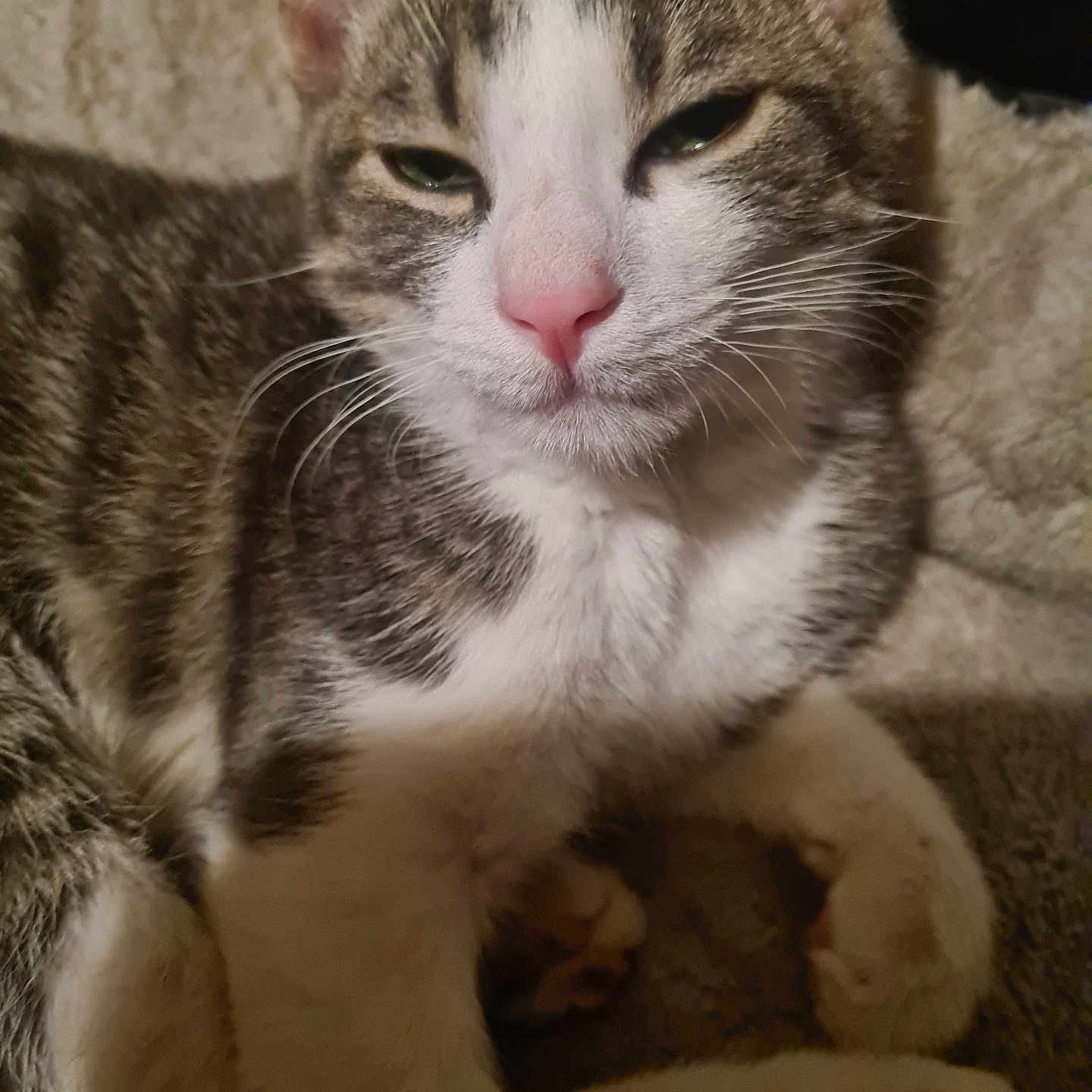 Bijou participe au concours pour gagner de l'argent avec cette photo : abyssinian, angora, animal, bodypart, cat, couch, furniture, kitten, manx, mouth, person, pet, siamese