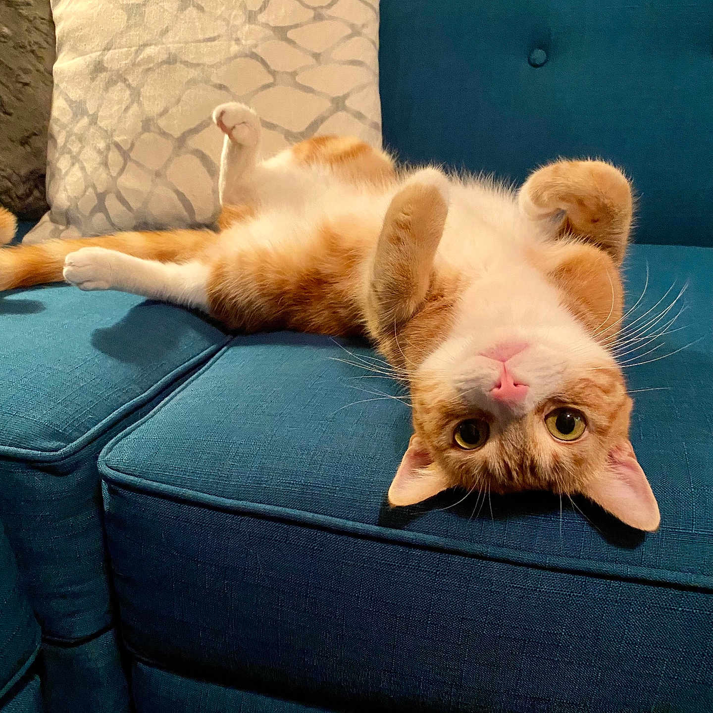 Max joined the competition — help win amazing prizes! cat, orange_cat, white_cat, upside_down, couch, teal_couch, pillow, indoor, pet, whiskers, relaxed, cute, feline, fur, animal, home, cozy, looking_at_camera, resting, domestic_cat