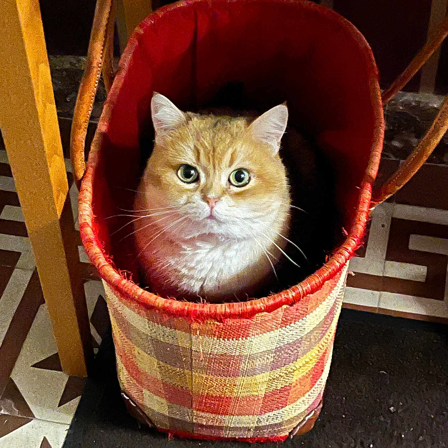 Keven a rejoint le concours — aidez-le/la à gagner de superbes lots ! abyssinian, accessories, animal, bag, basket, bed, box, bucket, cat, furniture, handbag, hardwood, kitten, manx, pet, shoppingbasket, wood