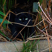 Mini participe au concours pour gagner de l'argent avec cette photo : animal, bamboo, black_cat, camouflage, closeup, cute, dry_twigs, feline, forest_floor, grass, green_eyes, hidden, mammal, nature, outdoor, pet, quiet, shadow, wildlife, wood_log