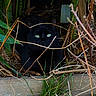 animal, bamboo, black_cat, camouflage, closeup, cute, dry_twigs, feline, forest_floor, grass, green_eyes, hidden, mammal, nature, outdoor, pet, quiet, shadow, wildlife, wood_log