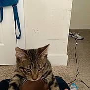 Spike Lee joined the competition — help win amazing prizes! animal, blue_bag, carpet, carpeted_floor, cat, charger_cable, domestic_cat, door, floor, hand_holding_cat, indoor, messy_room, person_hand, pet, plush_bag, shoes, striped_fur, tabby_cat, unimpressed_cat, wall