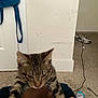 animal, blue_bag, carpet, carpeted_floor, cat, charger_cable, domestic_cat, door, floor, hand_holding_cat, indoor, messy_room, person_hand, pet, plush_bag, shoes, striped_fur, tabby_cat, unimpressed_cat, wall