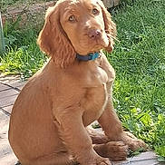 Canelle a rejoint le concours — aidez-le/la à gagner de superbes lots ! puppy, dog, golden_retriever, collar, grass, outdoor, sunlight, tile_floor, pet, young_dog, cute, animal, sitting, nature, fur, ears, paw, garden, adorable, canine