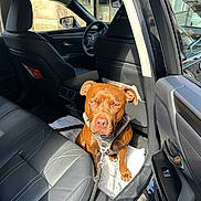Belkacem participe au concours pour gagner de l'argent avec cette photo : dog, brown_dog, car_interior, leather_seat, seat, open_car_door, sunlight, pet, resting, leash, harness, window, side_mirror, floor_mat, vehicle, transportation, roadside, domestic_animal, canine, animal