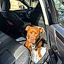dog, brown_dog, car_interior, leather_seat, seat, open_car_door, sunlight, pet, resting, leash, harness, window, side_mirror, floor_mat, vehicle, transportation, roadside, domestic_animal, canine, animal