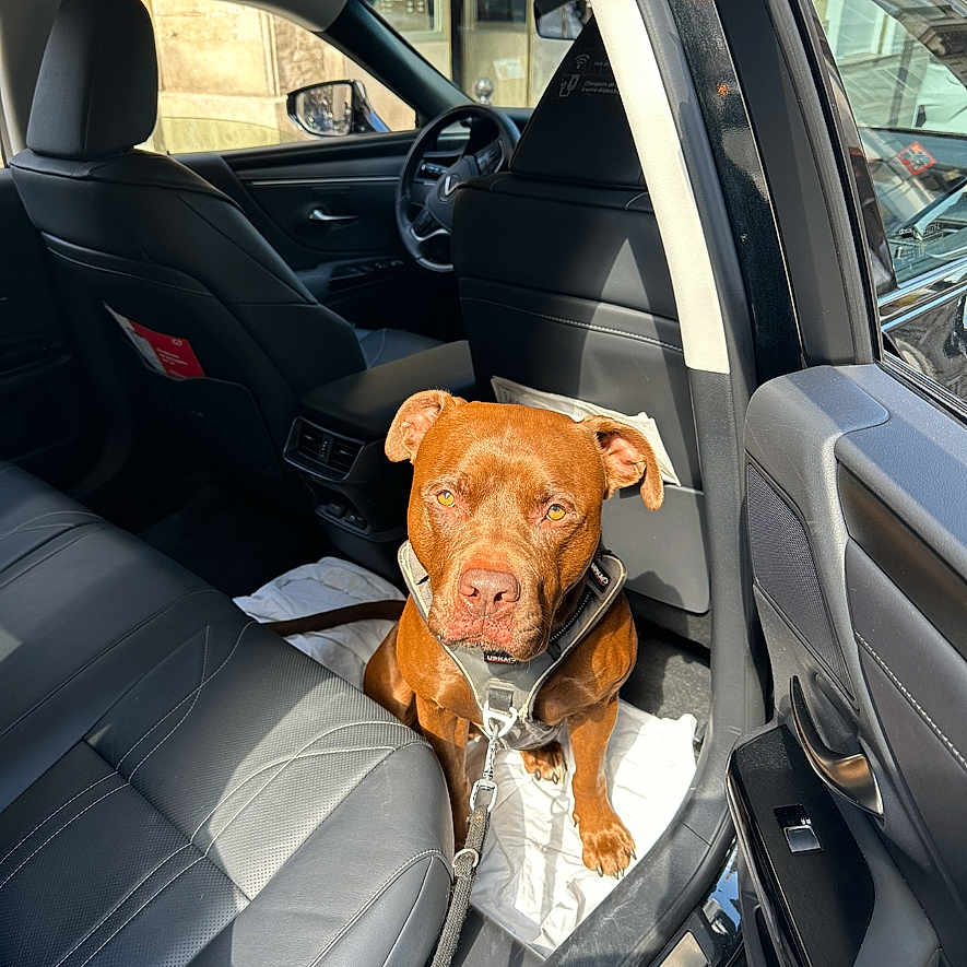 Belkacem participe au concours pour gagner de l'argent avec cette photo : animal, brown_dog, canine, car_interior, dog, domestic_animal, floor_mat, harness, leash, leather_seat, open_car_door, pet, resting, roadside, seat, side_mirror, sunlight, transportation, vehicle, window