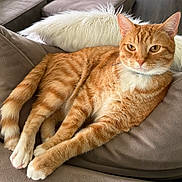 Calvin is registered to the contest to win money with this photo: cat, ginger_cat, tabby, pet, feline, couch, pillow, indoor, relaxed, fur, whiskers, ears, tail, claws, soft_texture, comfort, home, animal, resting, cute