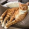 cat, ginger_cat, tabby, pet, feline, couch, pillow, indoor, relaxed, fur, whiskers, ears, tail, claws, soft_texture, comfort, home, animal, resting, cute