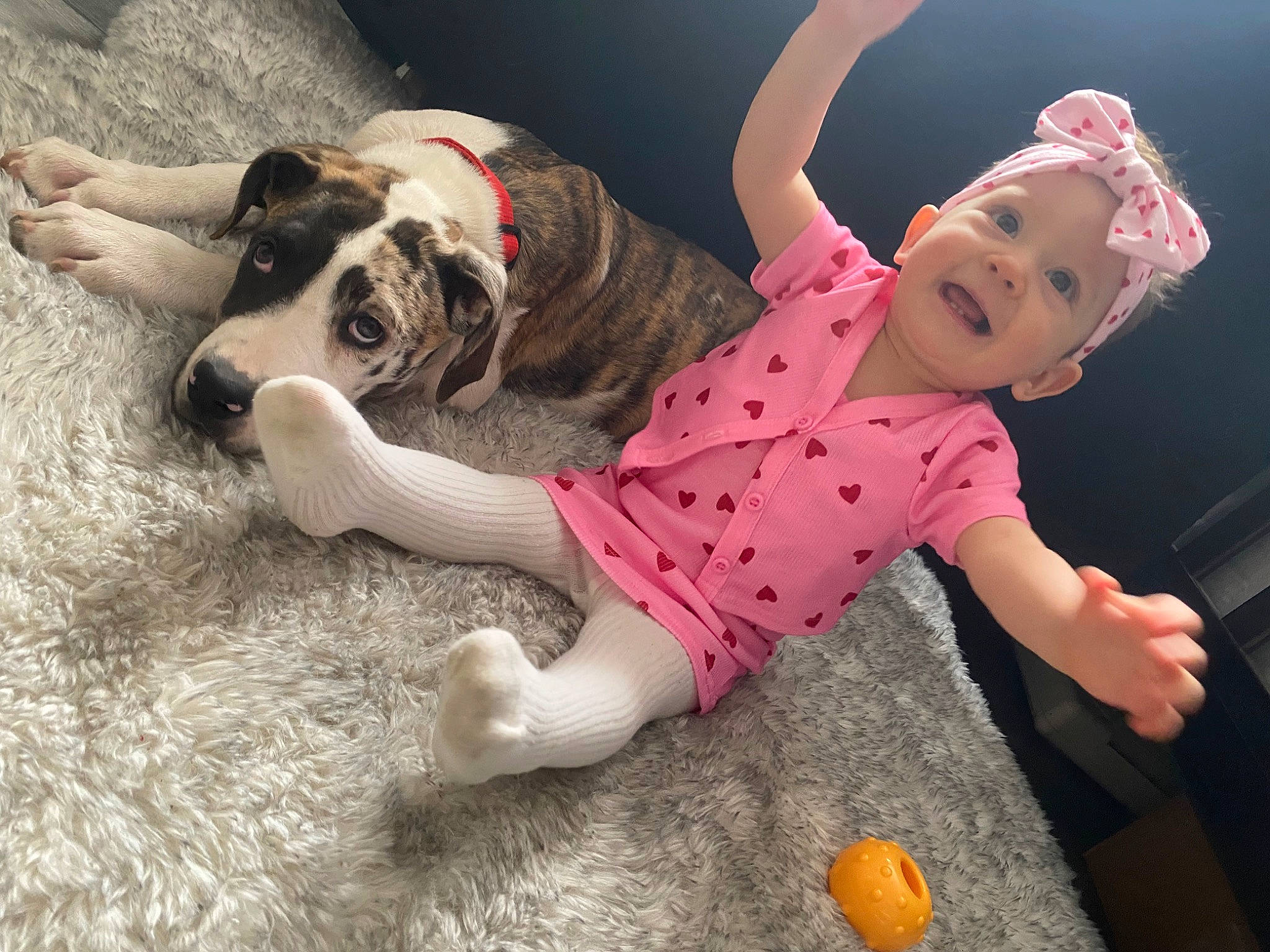 Isabella Caudillo joined the competition — help win amazing prizes! carnivore, citrus, comfort, companion_dog, dog, dog_breed, dog_clothes, dog_supply, fawn, flooring, fun, fur, happy, headwear, leg, orange, person, smile, sporting_group, tail