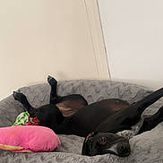 Happie participe au concours pour gagner de l'argent avec cette photo : dog, pet_bed, black_dog, lying_down, upside_down, pink_pillow, gray_bed, relaxed, indoor, floor, wooden_floor, wall, cute, animal, canine, resting, cozy, comfortable, domestic, companion