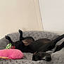 dog, pet_bed, black_dog, lying_down, upside_down, pink_pillow, gray_bed, relaxed, indoor, floor, wooden_floor, wall, cute, animal, canine, resting, cozy, comfortable, domestic, companion