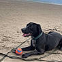 Happie participe au concours pour gagner de l'argent avec cette photo : dog, black_dog, beach, sand, ball, leash, cloudy_sky, playful, pet, collar, tongue_out, outdoor, canine, recreation, animal, lying_down, daytime, vacation, fun, water