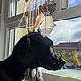 Happie a rejoint le concours — aidez-le/la à gagner de superbes lots ! dog, black_dog, window, dreamcatcher, feathers, sunlight, indoor, pet, resting, looking_outside, house, cozy, daylight, portrait, animal, furniture, relaxing, home, decor, calm