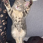 Kiki a rejoint le concours — aidez-le/la à gagner de superbes lots ! animal, cat, cozy, cushion, cute, ears, fabric, fur, indoor, kitten, leopard_print, paws, pet, pink_paw_pads, resting, sleepy, soft, stretching, tabby, whiskers