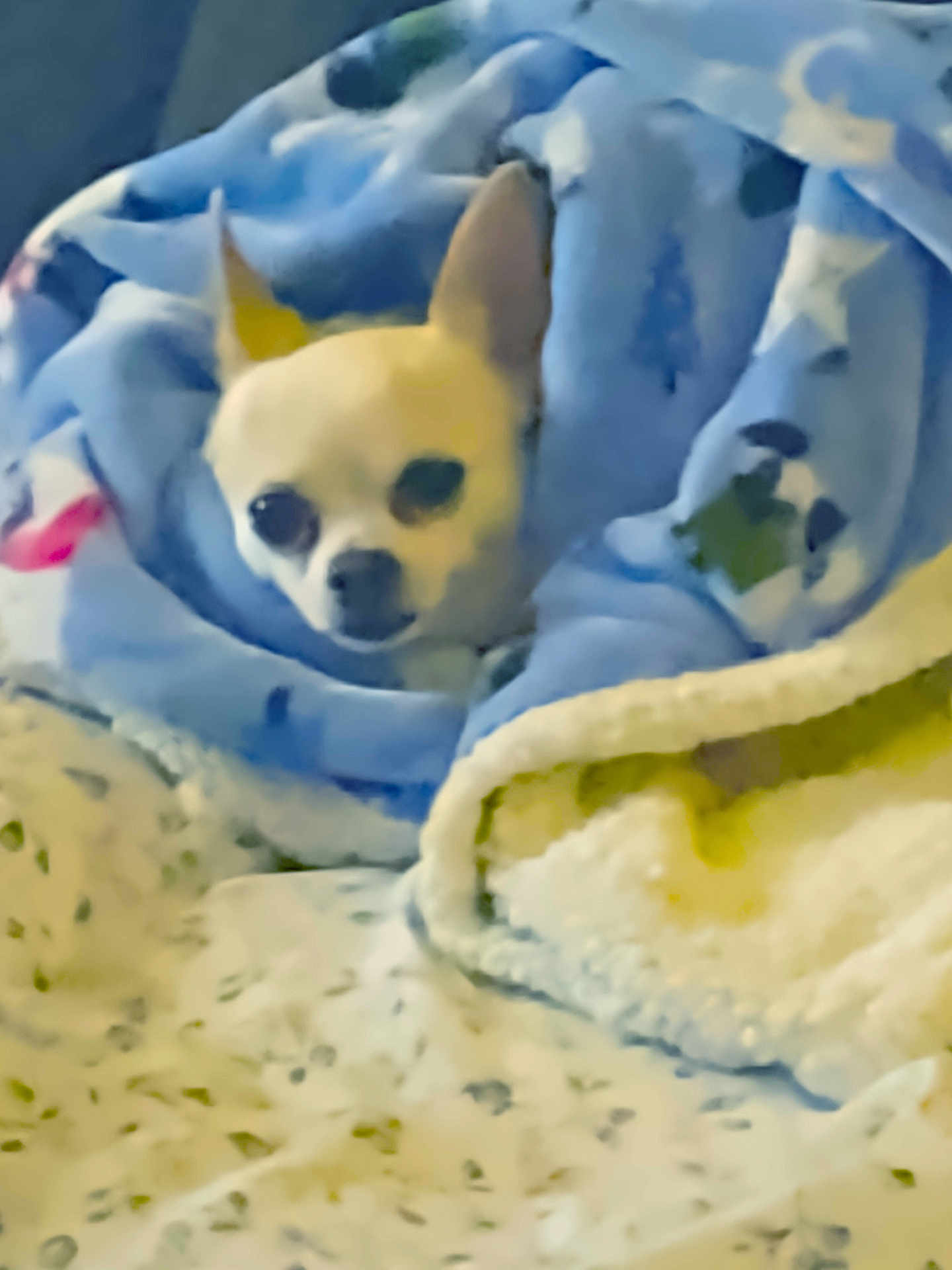 Chi-Chi
