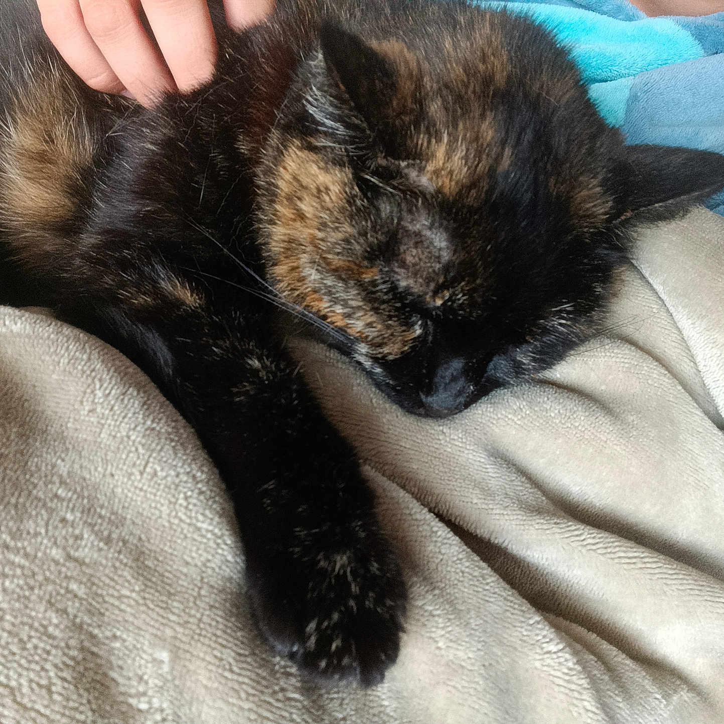 Bella a rejoint le concours — aidez-le/la à gagner de superbes lots ! abyssinian, animal, blanket, bodypart, brasssection, cat, couch, finger, furniture, hand, homedecor, horn, kitten, linen, manx, musicalinstrument, person, pet, quilt, siamese