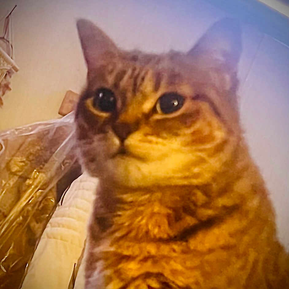 Miss Sniffles joined the competition — help win amazing prizes! animal, cat, close_up, curious, cute, domestic, ears, eyes, face, feline, fur, garment_bag, household, indoor, mammal, pet, portrait, quilted, tabby, whiskers