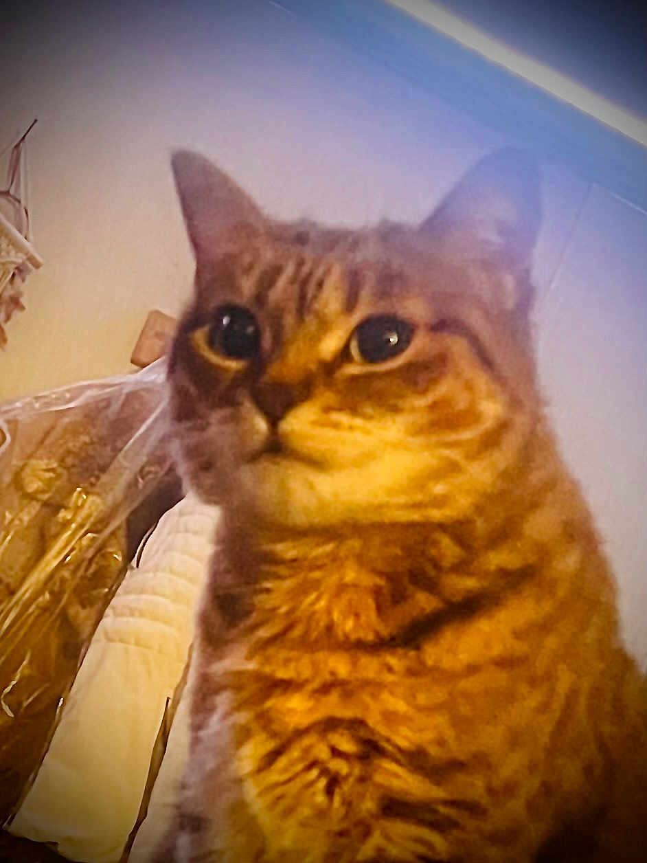 Miss Sniffles joined the competition — help win amazing prizes! animal, cat, close_up, curious, cute, domestic, ears, eyes, face, feline, fur, garment_bag, household, indoor, mammal, pet, portrait, quilted, tabby, whiskers