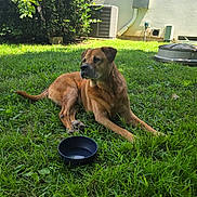 Rosco is registered to the contest to win money with this photo: air_conditioner, animal, backyard, brown_dog, bushes, canine, daylight, dog, grass, greenery, house_wall, lying_down, nature, outdoor, paw, pet, relaxed, snout, sunlight, water_bowl