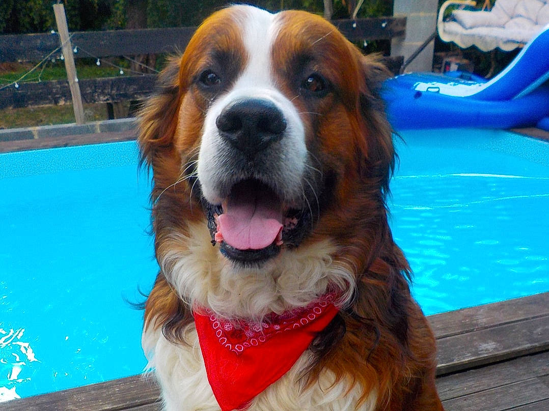 Denver participe au concours pour gagner de l'argent avec cette photo : ancient_dog_breeds, bernese_mountain_dog, canidae, carnivore, companion_dog, dog, dog_breed, fawn, fur, giant_dog_breed, mammal, moscow_watchdog, rare_breed_dog, snout, sporting_group, st_bernard, vertebrate, working_dog