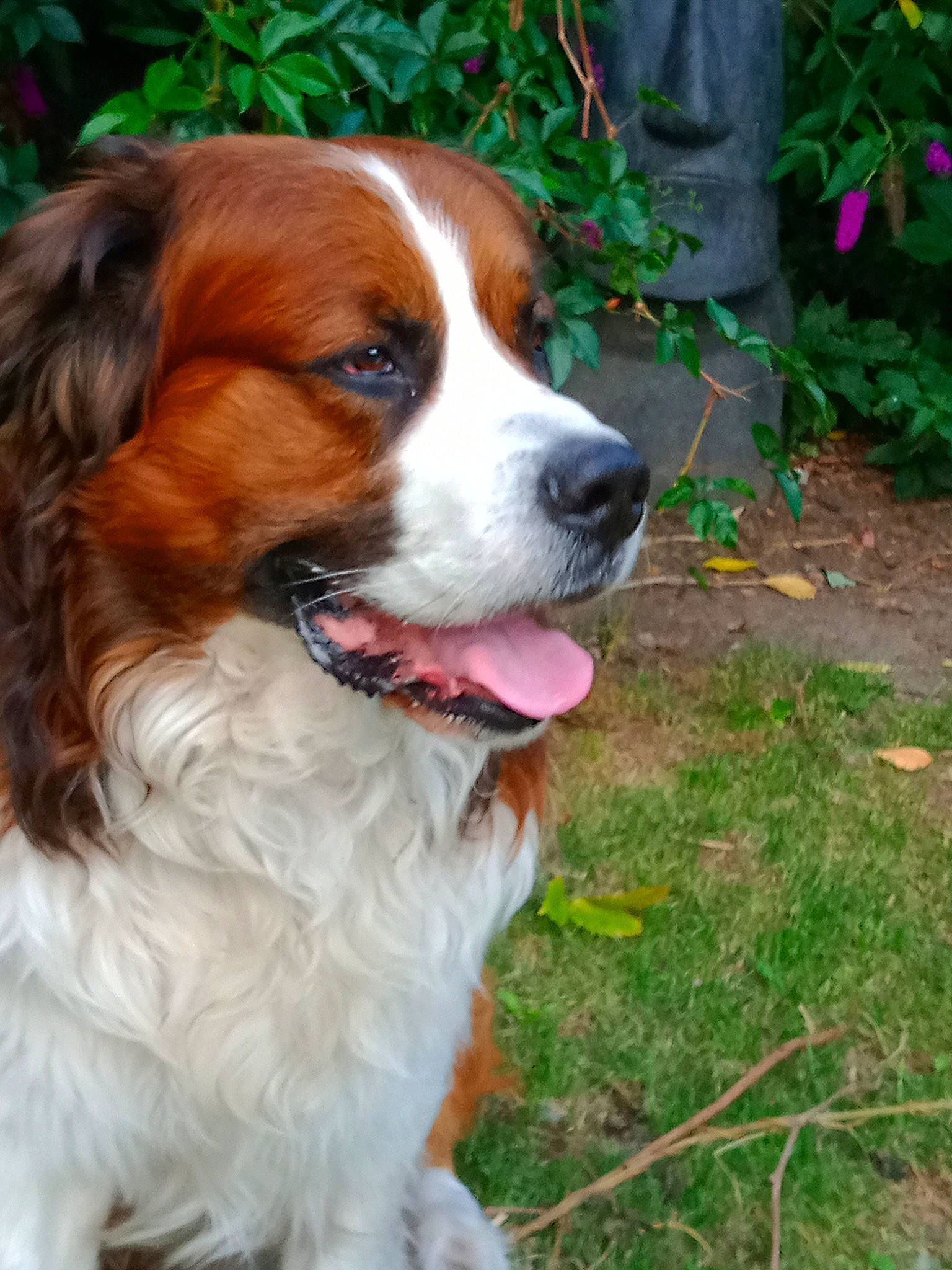 Denver a rejoint le concours — aidez-le/la à gagner de superbes lots ! brittany, canidae, carnivore, companion_dog, dog, dog_breed, fawn, french_spaniel, irish_red_and_white_setter, king_charles_spaniel, kooikerhondje, mammal, moscow_watchdog, rare_breed_dog, setter, spaniel, sporting_group, st_bernard, vertebrate, welsh_springer_spaniel