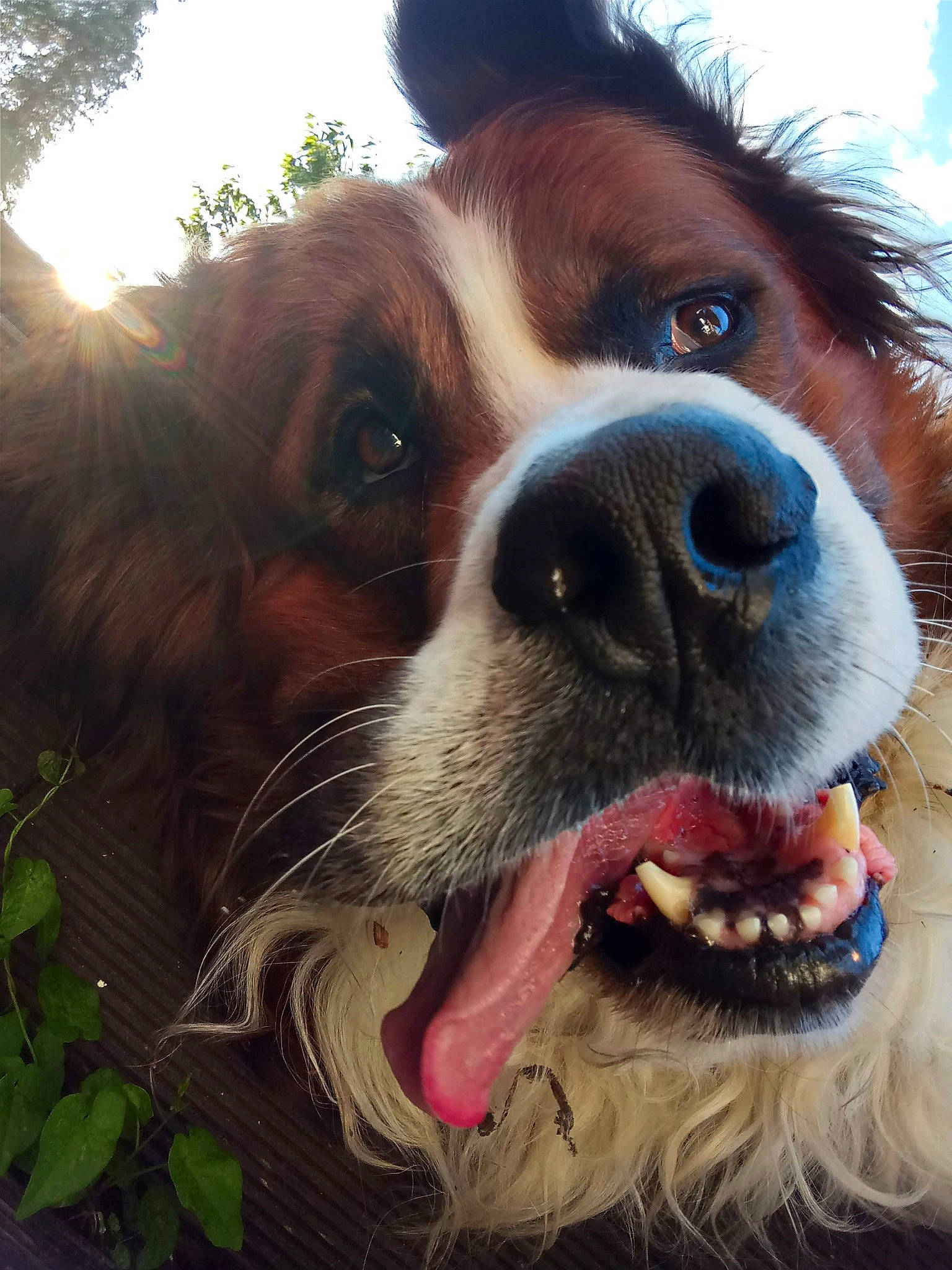 Denver participe au concours pour gagner de l'argent avec cette photo : canidae, carnivore, cavalier_king_charles_spaniel, close_up, companion_dog, dog, dog_breed, english_springer_spaniel, fawn, french_spaniel, king_charles_spaniel, mammal, nose, papillon, phalene, snout, spaniel, sporting_group, tongue, whiskers