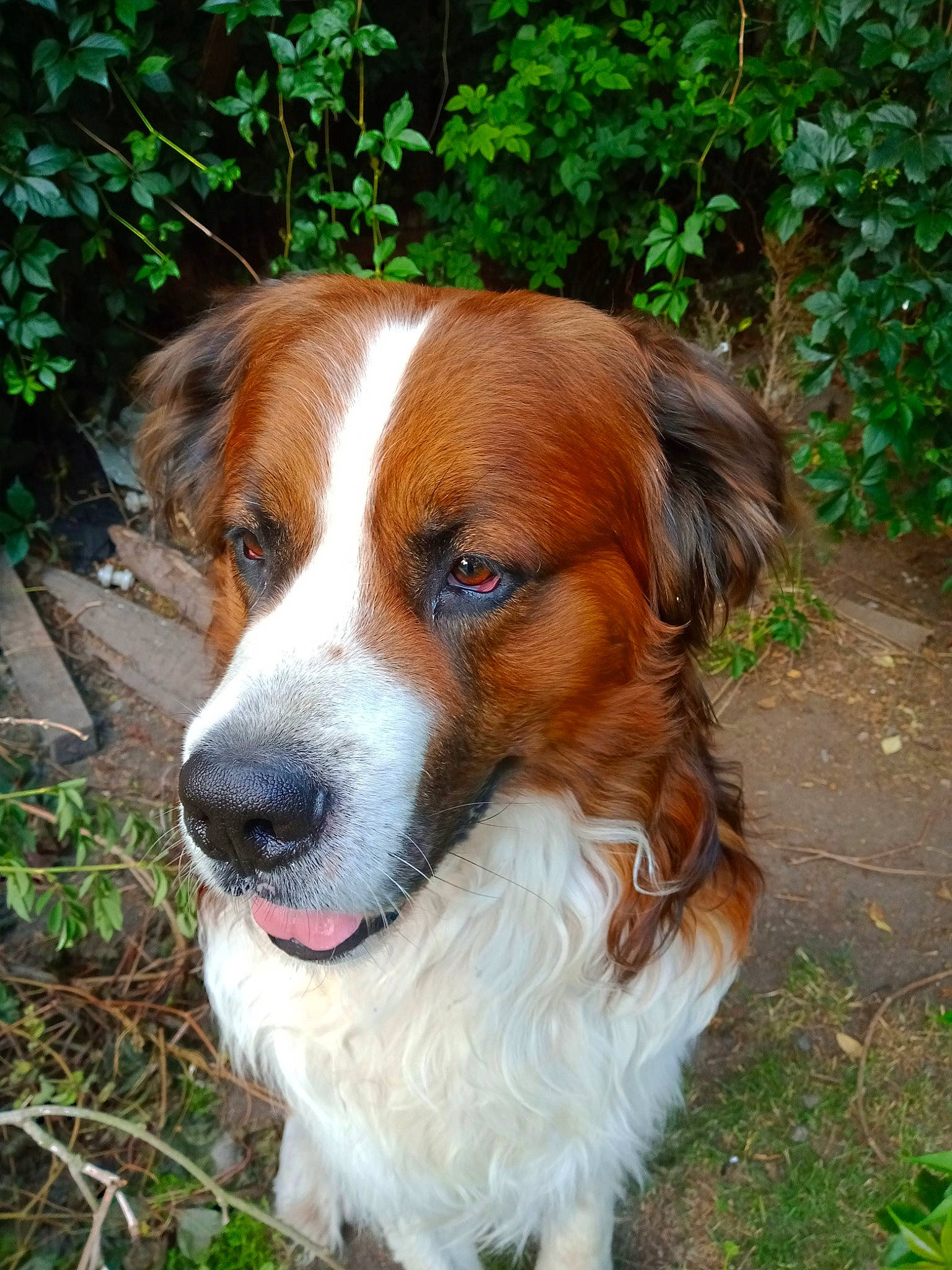 Denver participe au concours pour gagner de l'argent avec cette photo : canidae, carnivore, companion_dog, dog, dog_breed, fur, grass, herding_dog, hunting_dog, irishjacks, kromfohrlander, liver, plant, snout, sporting_group, terrestrial_animal, whiskers, working_dog