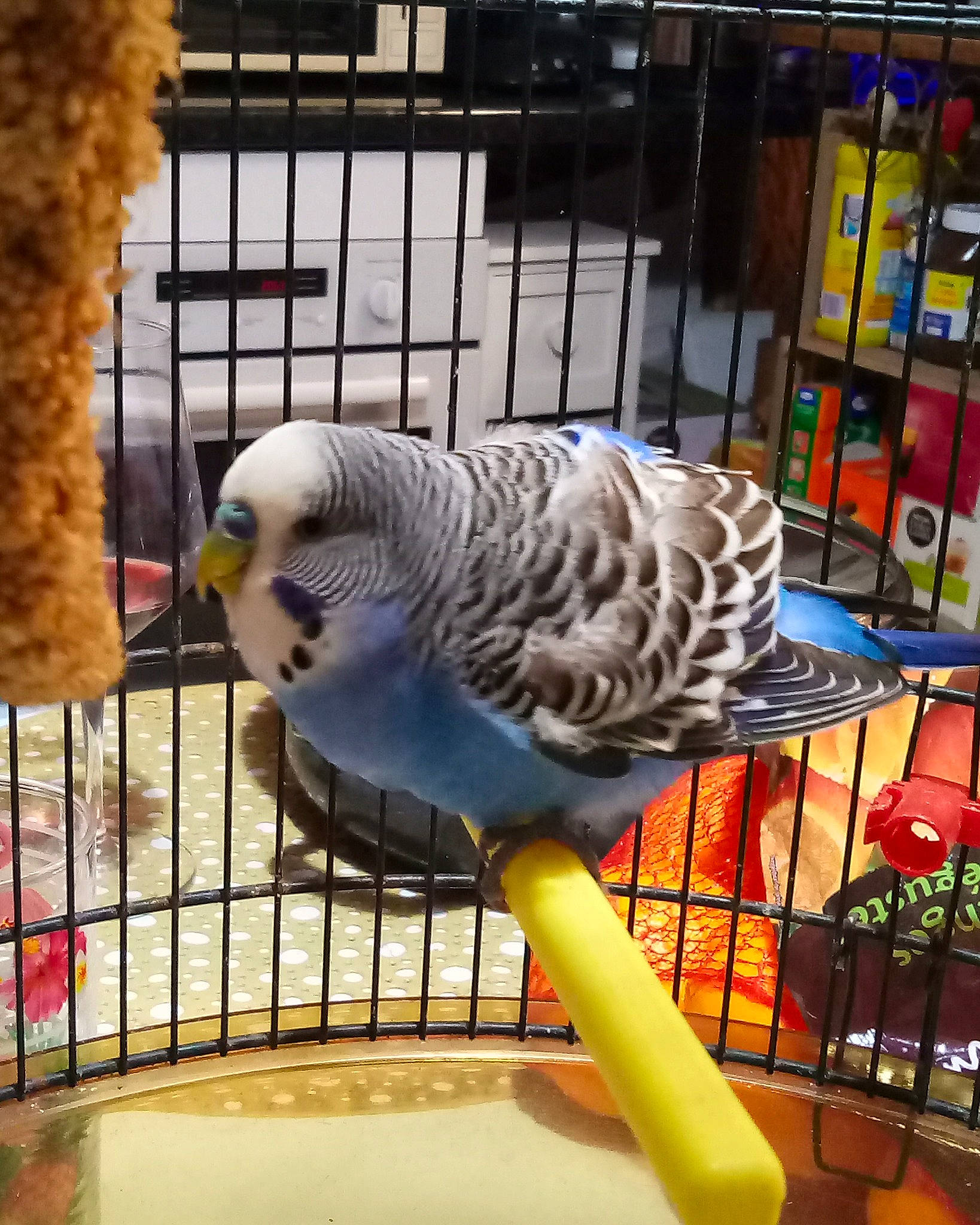 Bleue participe au concours pour gagner de l'argent avec cette photo : african_grey, animal_shelter, beak, bird, bird_supply, budgie, cage, feather, lovebird, macaw, parakeet, parrot, pet_supply, tail, vertebrate, wing