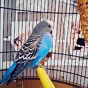 Bleue participe au concours pour gagner de l'argent avec cette photo : beak, bird, bird_food, bird_supply, blue, budgie, cage, cobalt_blue, feather, lovebird, macaw, parakeet, parrot, perching_bird, tail, turquoise, vertebrate, wing