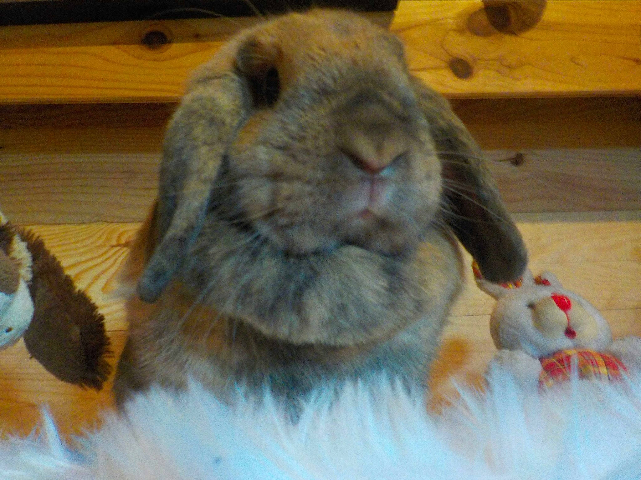 Rosabelle a rejoint le concours — aidez-le/la à gagner de superbes lots ! domestic_rabbit, ear, fawn, hare, mammal, rabbit, rabbits_and_hares, skin, snout, vertebrate, whiskers