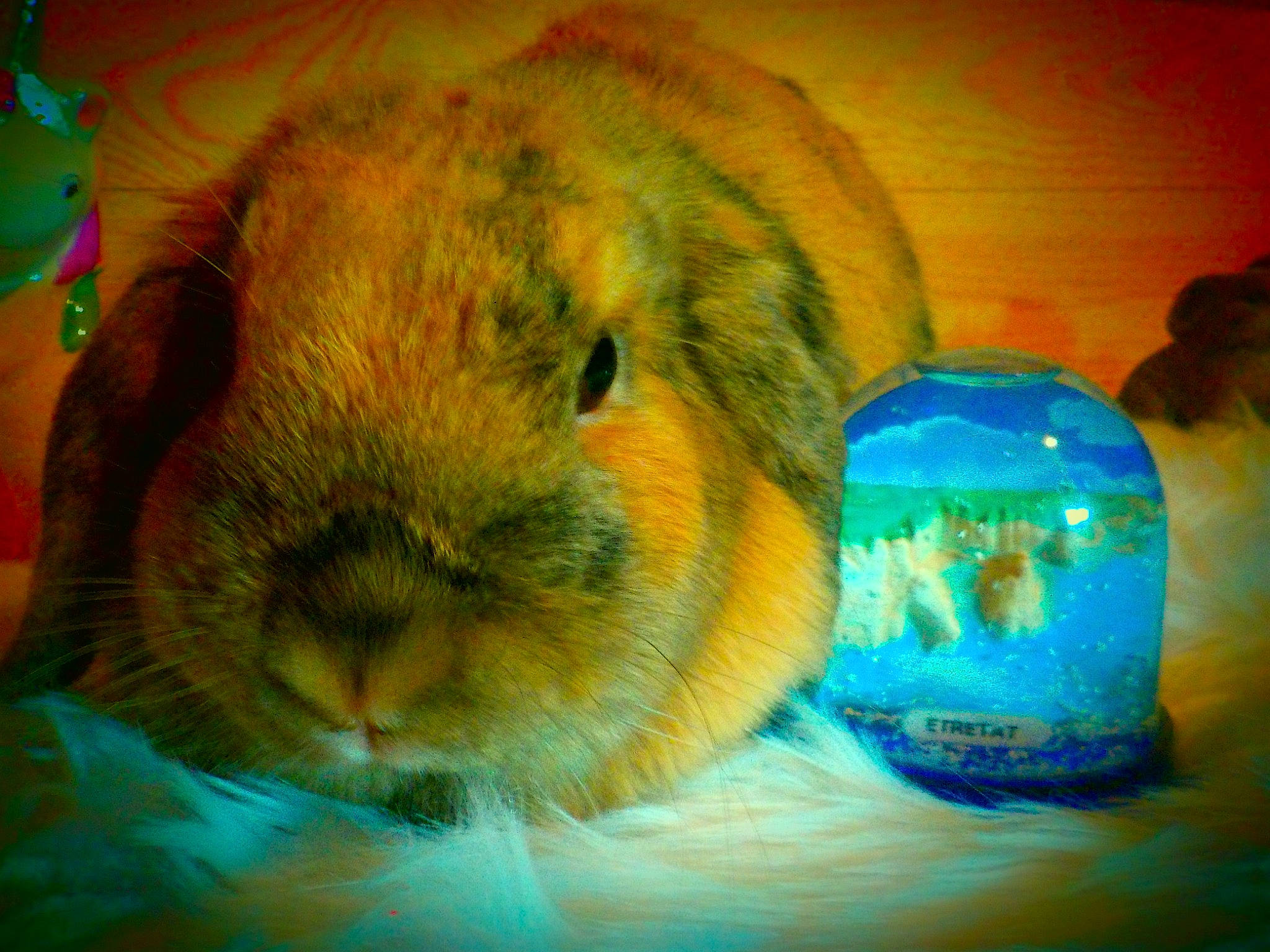 Rosabelle a rejoint le concours — aidez-le/la à gagner de superbes lots ! domestic_rabbit, fawn, guinea_pig, rabbit, rabbits_and_hares, rodent, whiskers