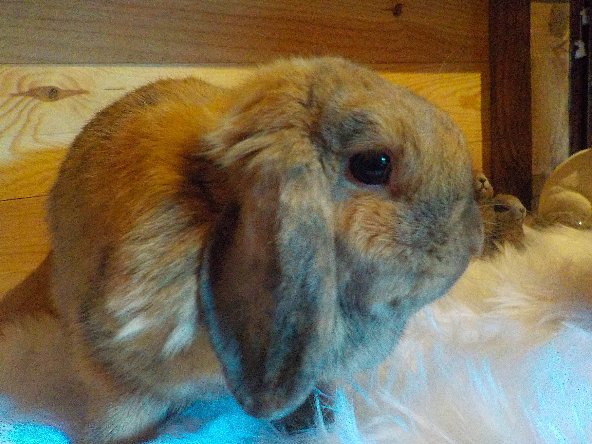 Rosabelle a rejoint le concours — aidez-le/la à gagner de superbes lots ! domestic_rabbit, ear, fawn, hare, mammal, rabbit, rabbits_and_hares, snout, whiskers