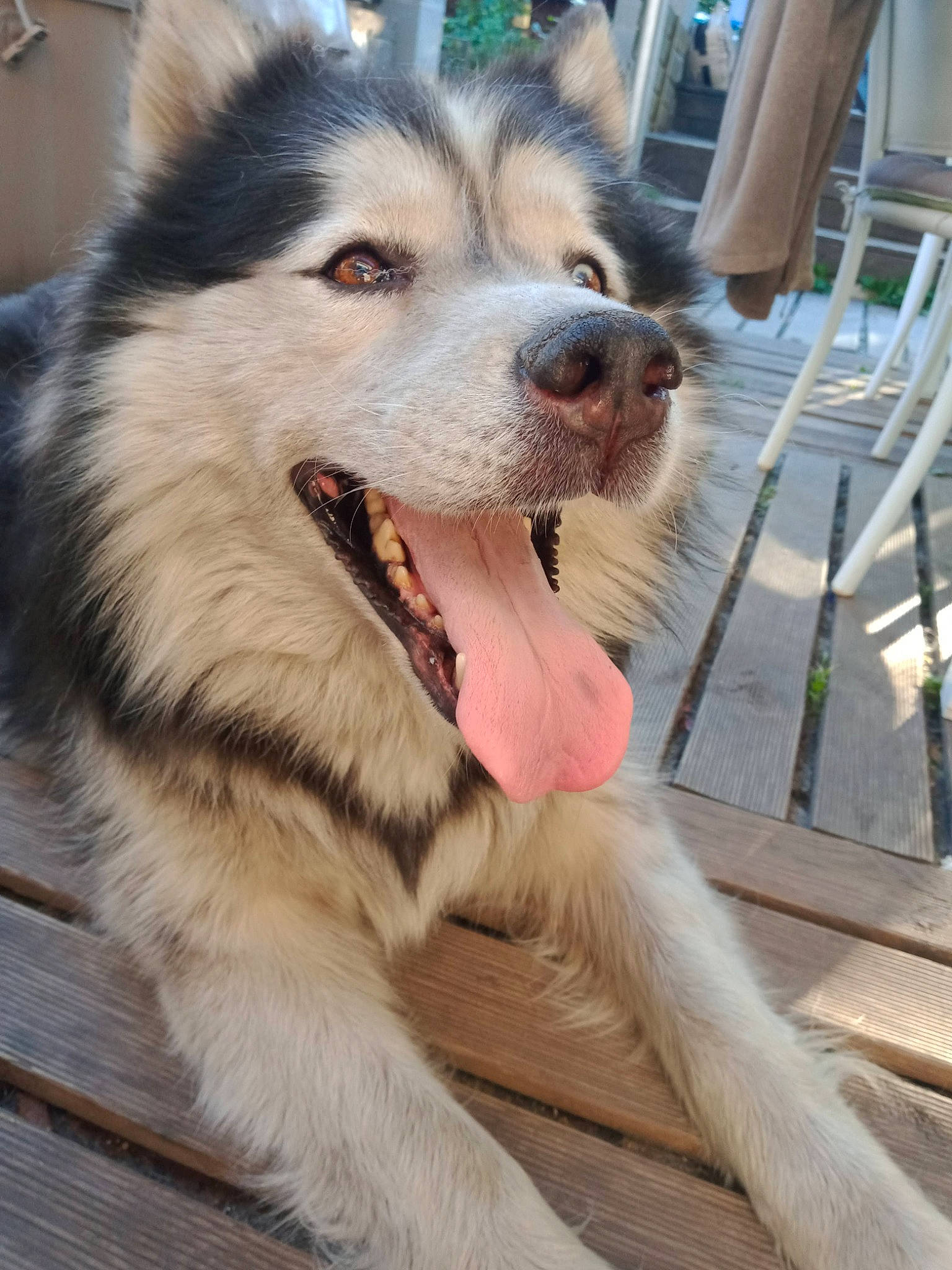 Siberia participe au concours pour gagner de l'argent avec cette photo : alaskan_malamute, canadian_eskimo_dog, canidae, carnivore, dog, dog_breed, greenland_dog, mammal, miniature_siberian_husky, native_american_indian_dog, northern_inuit_dog, sakhalin_husky, seppala_siberian_sleddog, siberian_husky, sled_dog, snout, tamaskan_dog, vertebrate, wolfdog, working_dog