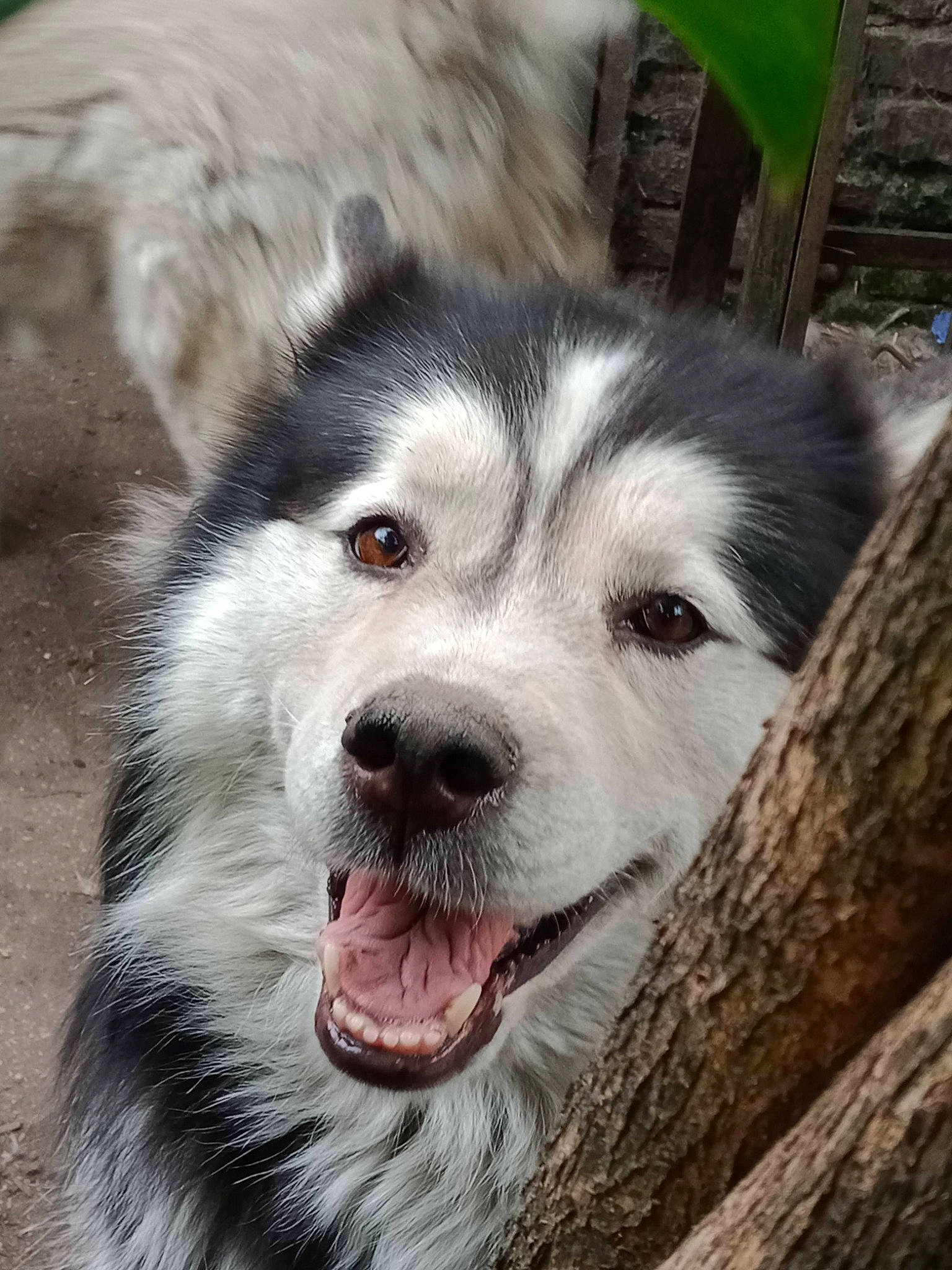 Siberia a rejoint le concours — aidez-le/la à gagner de superbes lots ! ancient_dog_breeds, canidae, canis, carnivore, companion_dog, dog, dog_breed, fang, fur, sled_dog, sporting_group, street_dog, terrestrial_animal, tree, trunk, whiskers, wolf, wood, working_animal, working_dog