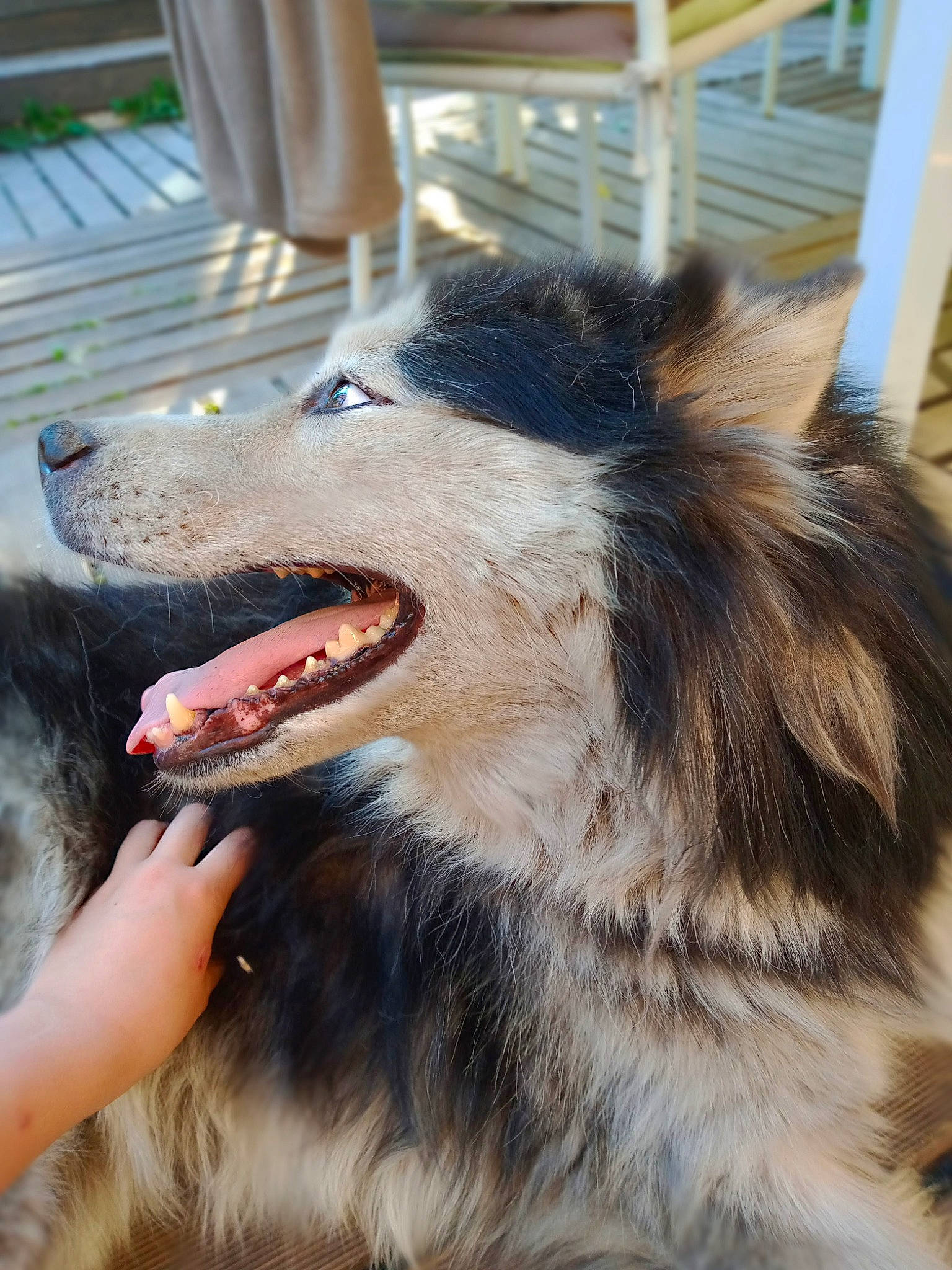 Siberia a rejoint le concours — aidez-le/la à gagner de superbes lots ! biting, canidae, canis, carnivore, claw, companion_dog, dog, dog_breed, fang, felidae, fur, jaw, paw, snout, sporting_group, terrestrial_animal, tooth, whiskers, working_animal, yawn