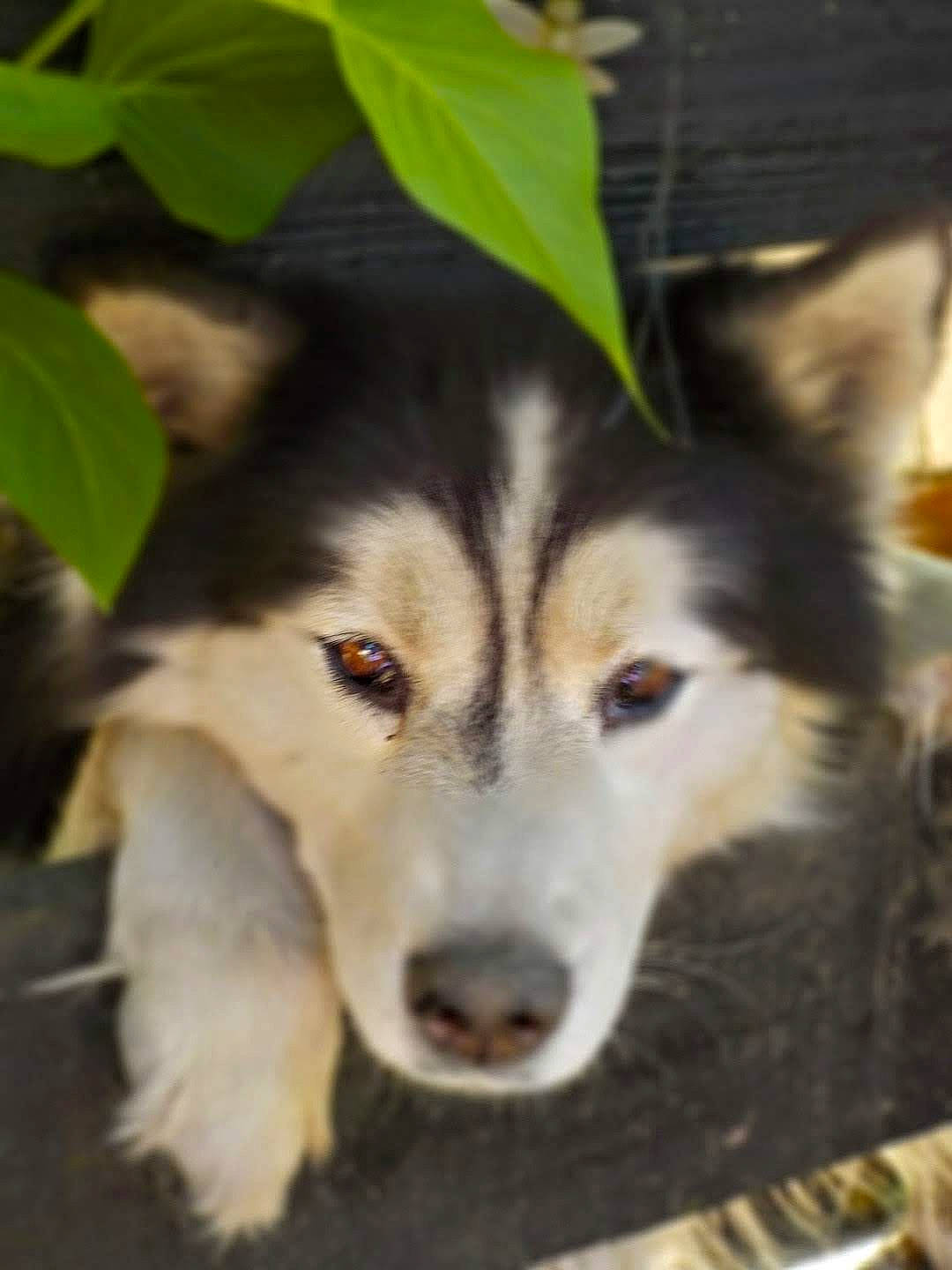 Siberia participe au concours pour gagner de l'argent avec cette photo : ancient_dog_breeds, canidae, canis, carnivore, companion_dog, dog, dog_breed, fur, herding_dog, non_sporting_group, plant, sled_dog, snout, sporting_group, terrestrial_animal, whiskers, wildlife, wolf, working_animal, working_dog