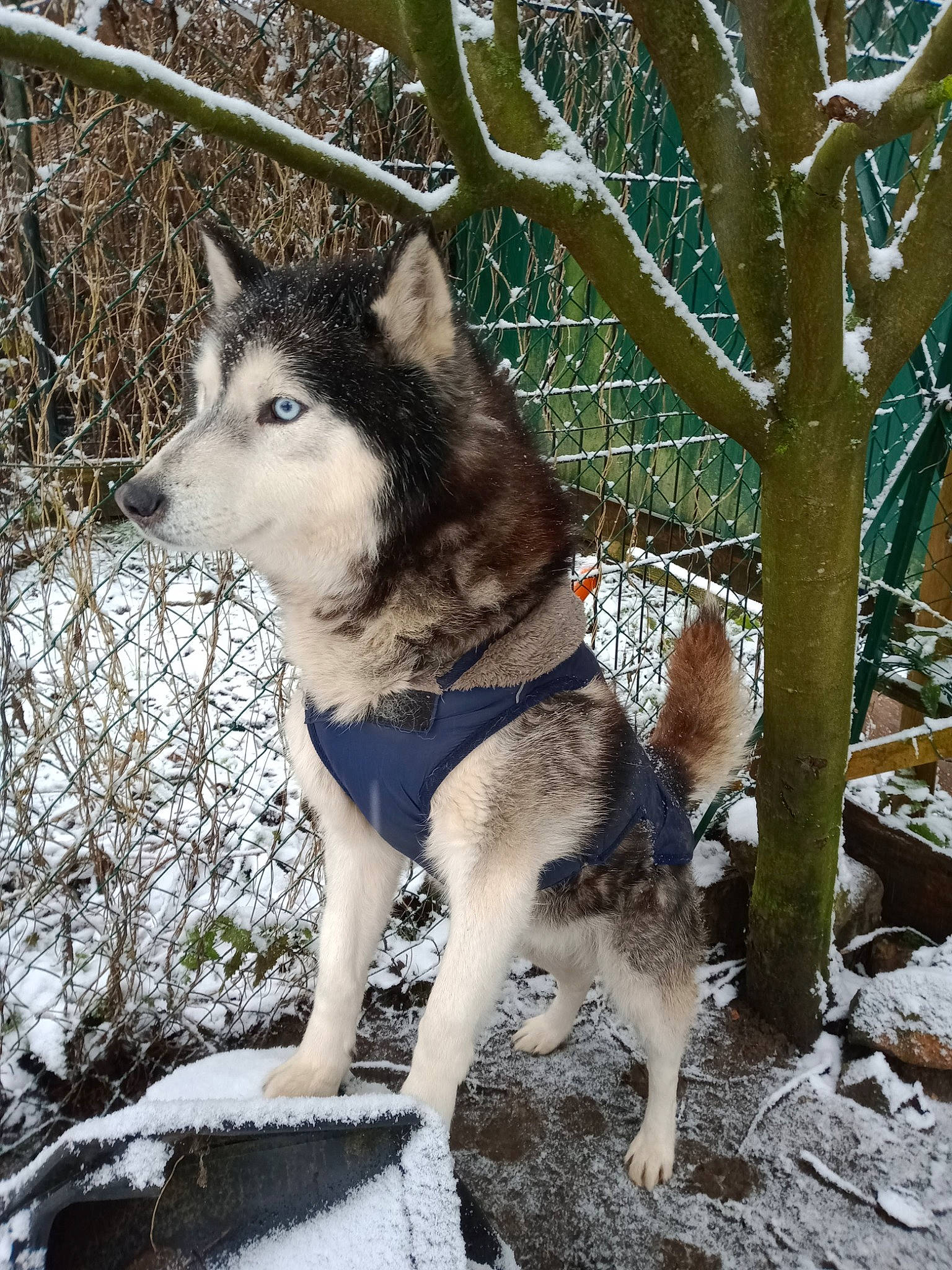 Simba a rejoint le concours — aidez-le/la à gagner de superbes lots ! canidae, canis, canis_lupus_tundrarum, carnivore, dog, dog_breed, fawn, fur, mammal, plant, sled_dog, snout, snow, sporting_group, terrestrial_animal, tree, twig, vertebrate, winter, wolf